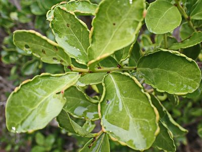 Maytenus procumbens, photographed by Di Turner