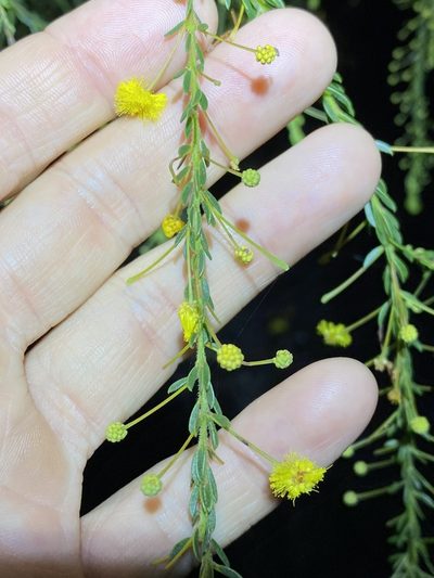 Acacia conferta, photographed by Greg Tasney