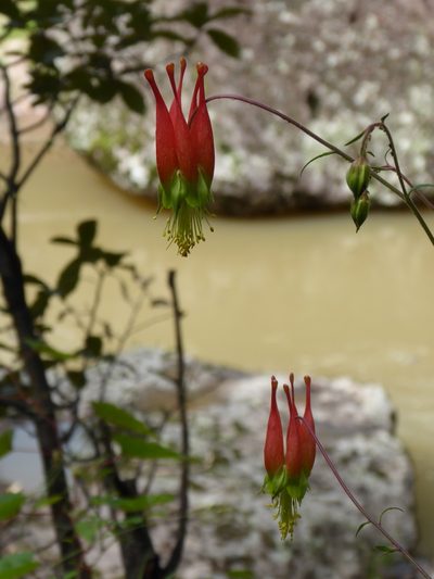 Aquilegia skinneri, photographed by kkacheltje