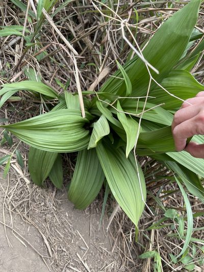 Veratrum schindleri, photographed by Yj