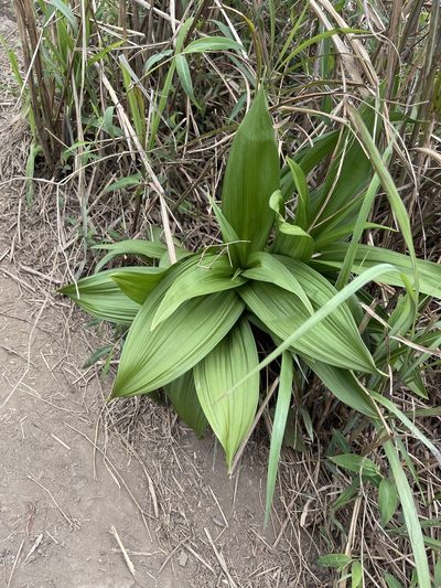 Veratrum schindleri, photographed by Yj