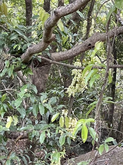 Mucuna birdwoodiana, photographed by Yj