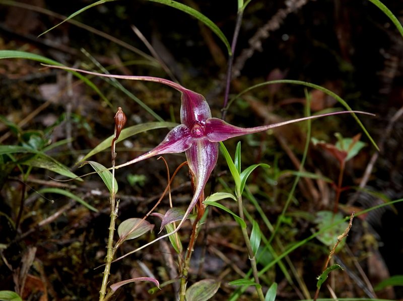 Brachionidium imperiale, photographed by desertnaturalist