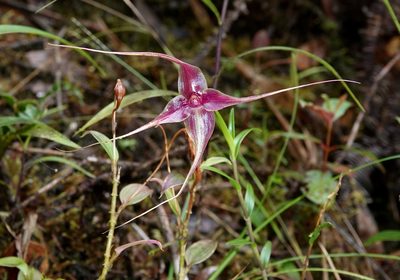 Brachionidium imperiale, photographed by desertnaturalist