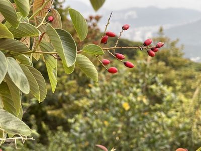 Berchemia floribunda, photographed by Yj
