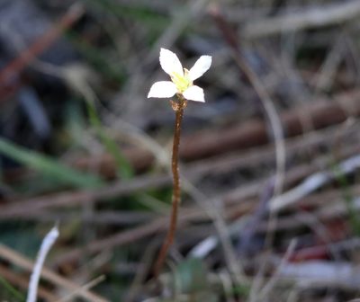 Bartonia verna, photographed by Lauren McLaurin