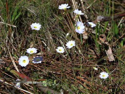 Pinguicula primuliflora, photographed by Lauren McLaurin
