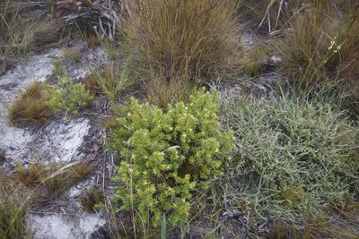 Cliffortia theodori-friesii, photographed by Tony Rebelo