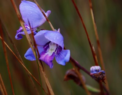 Disa graminifolia, photographed by Tony Rebelo