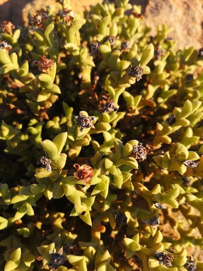 Schlechteranthus albiflorus, photographed by leandra-k_89