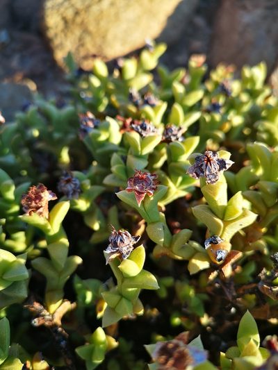 Schlechteranthus albiflorus, photographed by leandra-k_89