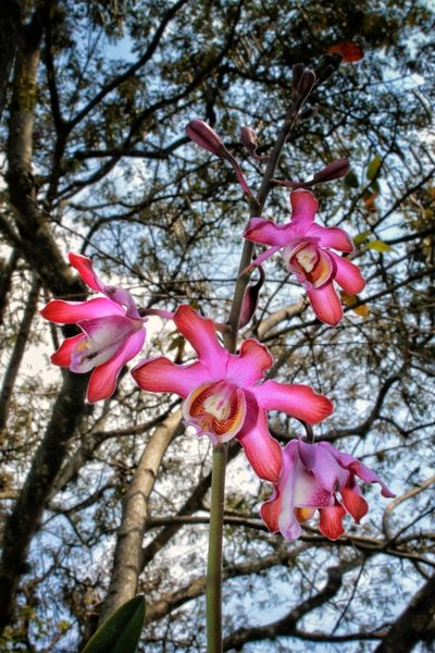 Myrmecophila grandiflora, photographed by Victor De la Cruz