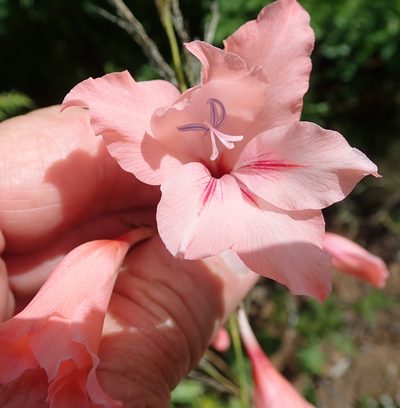 Gladiolus oppositiflorus, photographed by Peter Warren