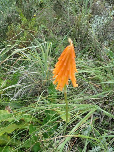 Kniphofia triangularis, photographed by Peter Warren