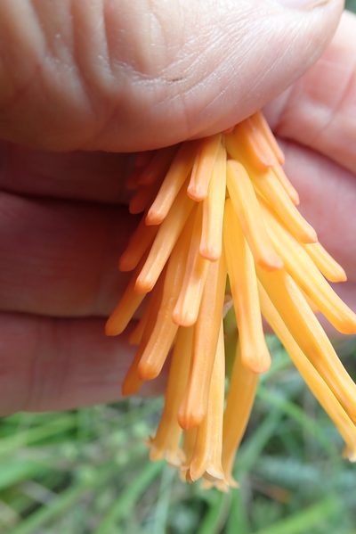 Kniphofia triangularis, photographed by Peter Warren