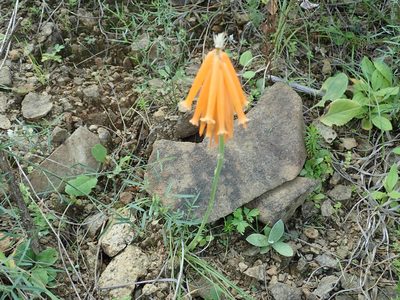 Kniphofia triangularis, photographed by Peter Warren