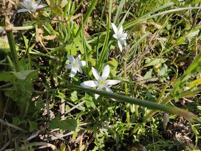 Ornithogalum divergens, photographed by Davide Puddu