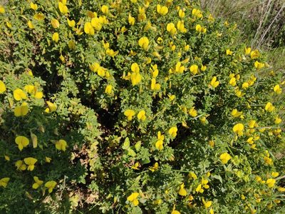 Ononis ramosissima, photographed by Davide Puddu