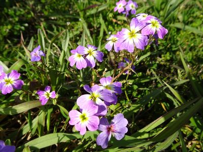 Malcolmia maritima, photographed by Robert H. Wardell