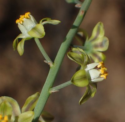 Eriospermum zeyheri, photographed by Nicola van Berkel