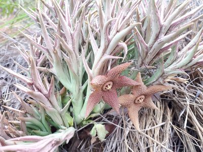 Orbea tapscottii, photographed by Manuel R Popp