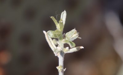 Argythamnia argentea, photographed by Millie Basden