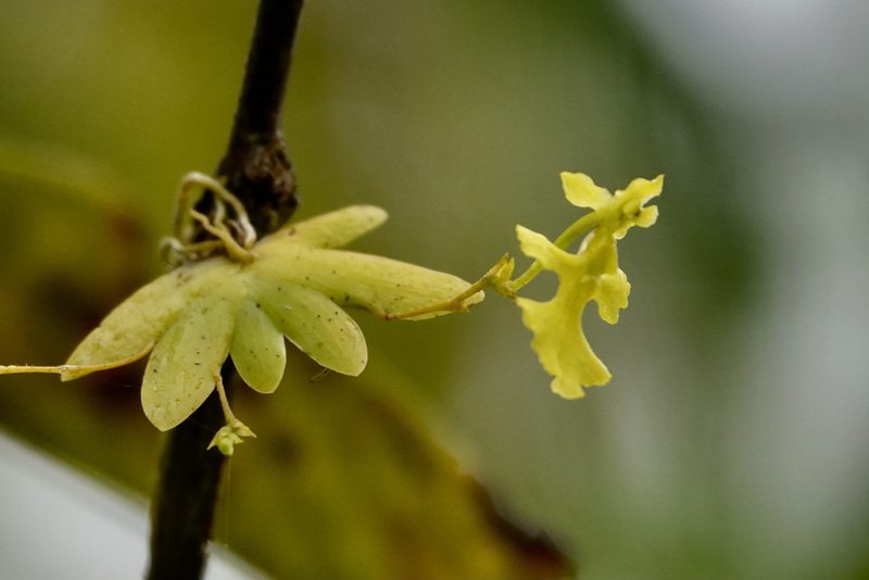 Erycina pumilio, photographed by desertnaturalist