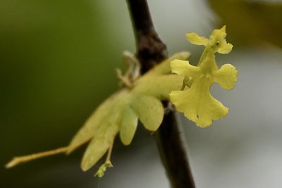 Erycina pumilio, photographed by desertnaturalist