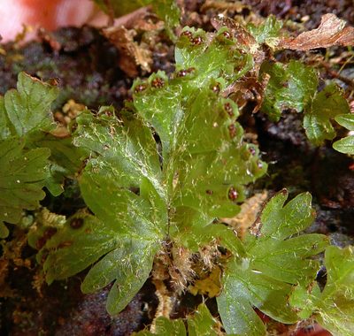 Hymenophyllum rufescens, photographed by Peter de Lange