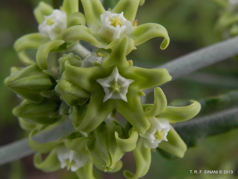Araujia stormiana, photographed by Thomaz Ricardo Favreto Sinani