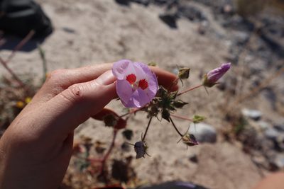 Eremalche rotundifolia, photographed by Jacob Friend