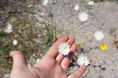 Atrichoseris platyphylla