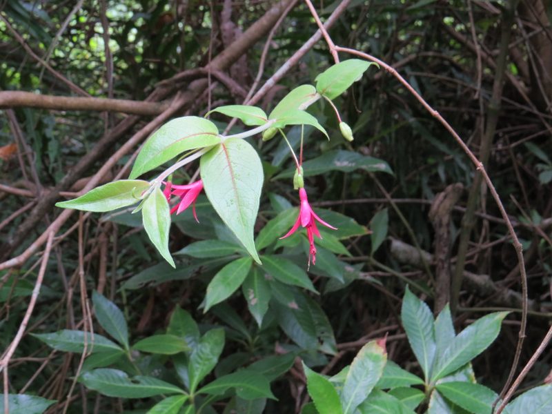 Fuchsia regia, photographed by Victor Farjalla Pontes