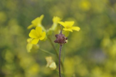 Bunias erucago, photographed by Josep Gesti