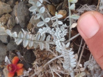 Astragalus traskiae, photographed by Adam J. Searcy