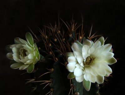 Gymnocalycium anisitsii, photographed by Thomaz Ricardo Favreto Sinani