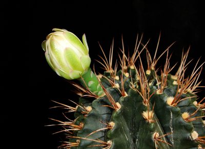 Gymnocalycium anisitsii, photographed by Thomaz Ricardo Favreto Sinani