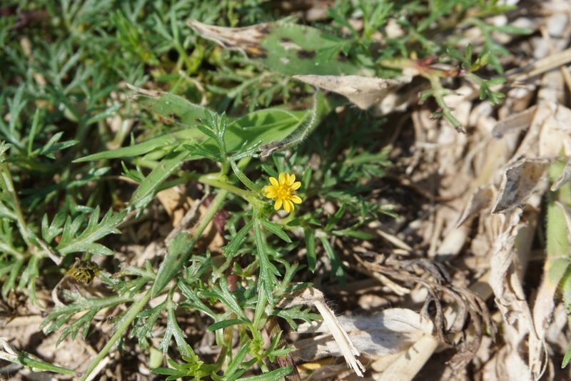 Chrysanthellum indicum, photographed by florsoteras