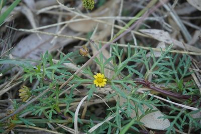 Chrysanthellum indicum, photographed by florsoteras