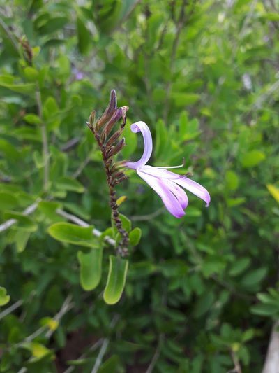 Chorisochora transvaalensis, photographed by Manuel R Popp