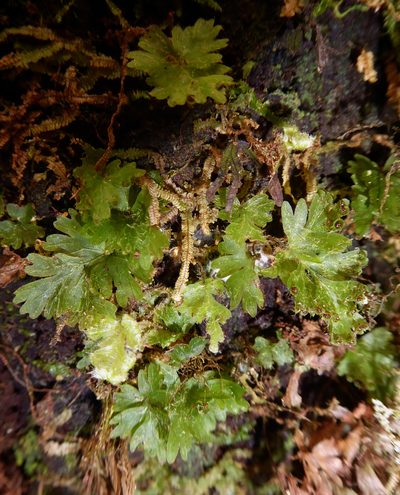 Hymenophyllum rufescens, photographed by Peter de Lange