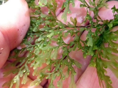 Hymenophyllum pulcherrimum, photographed by Peter de Lange