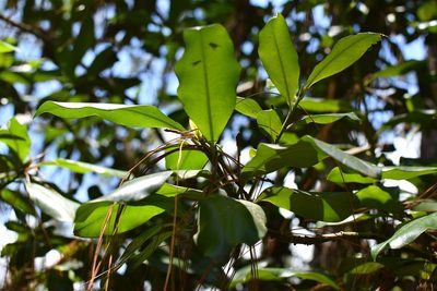 Myrsine juergensenii, photographed by Neptalí Ramírez Marcial