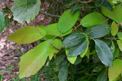 Quercus polymorpha, photographed by Neptalí Ramírez Marcial