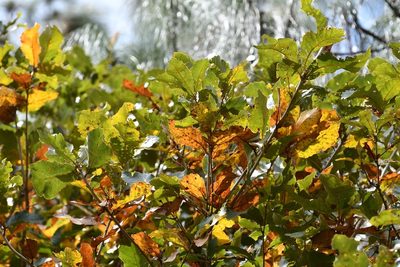 Quercus segoviensis, photographed by Neptalí Ramírez Marcial