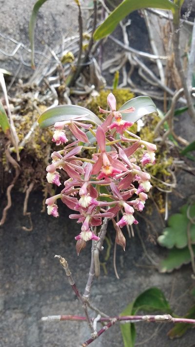 Epidendrum radioferens, photographed by Kenner Díaz