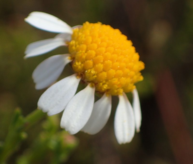 Cymbopappus adenosolen, photographed by Nicola van Berkel