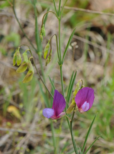 Lathyrus digitatus, photographed by Todd Boland