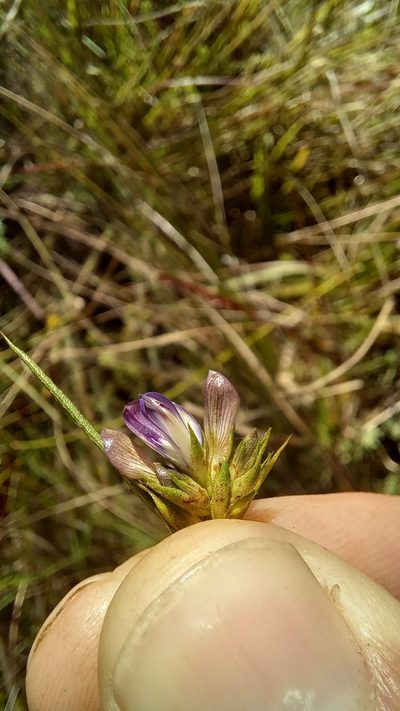 Psoralea ensifolia, photographed by kevin koen