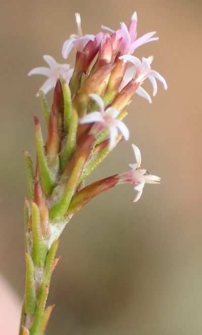 Stoebe rugulosa, photographed by Nicola van Berkel